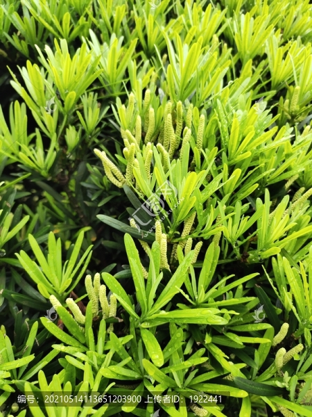 羅漢松花大圖