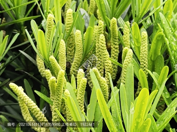 羅漢松花花柱