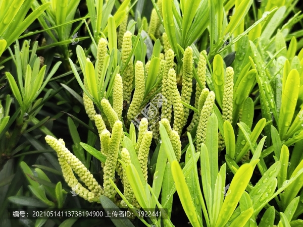 羅漢松花與葉