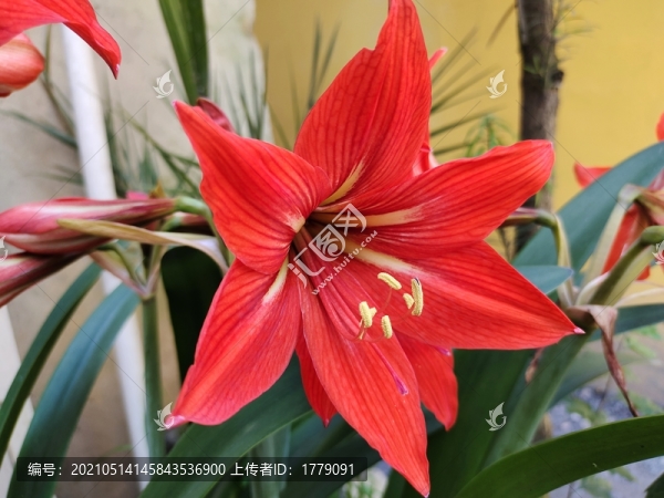 朱頂紅