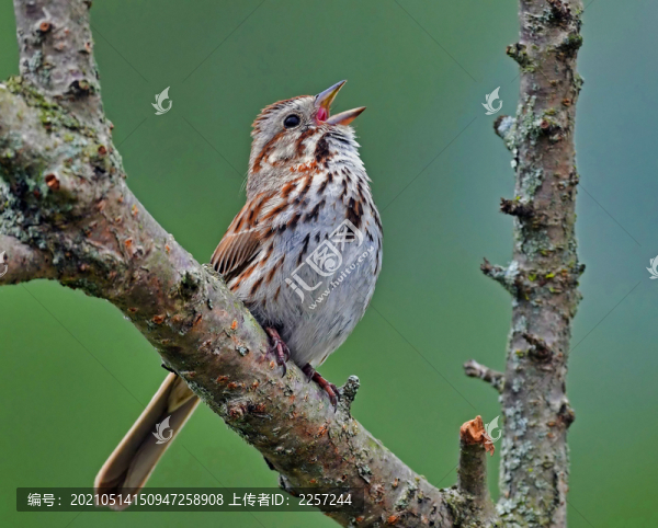 山麻雀