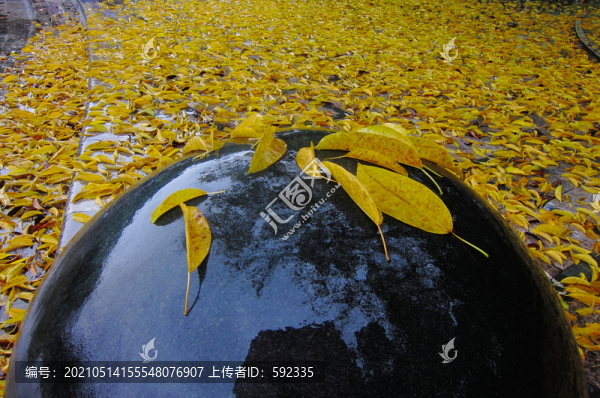 榕樹