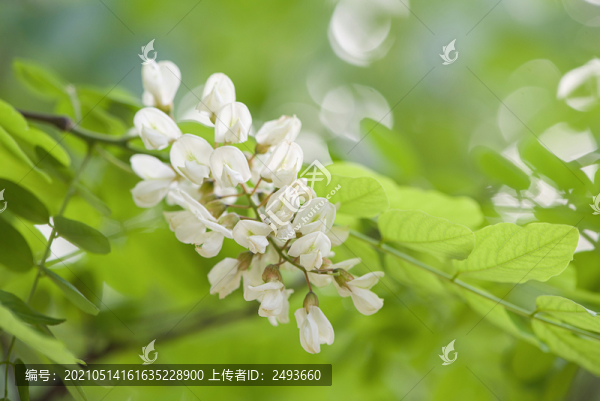 春天洋槐花盛開