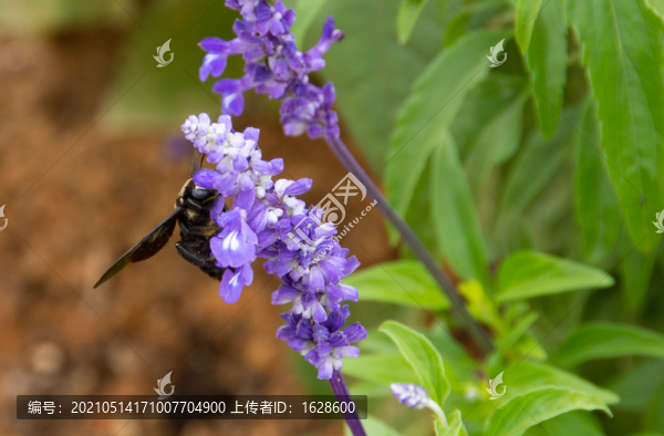 薰衣草蜜蜂