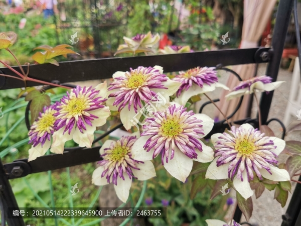 鐵線蓮蘋果花