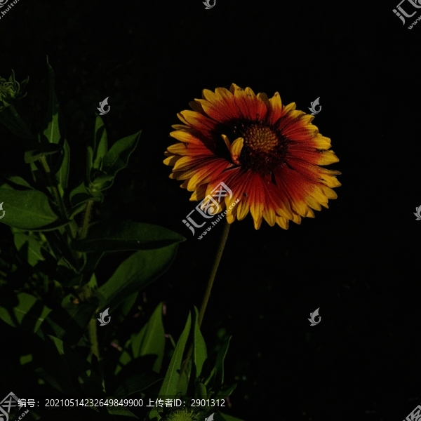 太陽(yáng)花特寫(xiě)漂亮