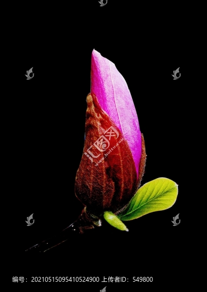 辛夷花蕾