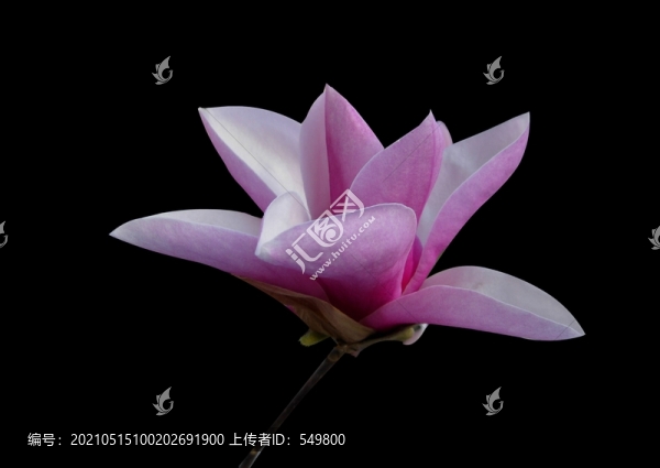 辛夷花
