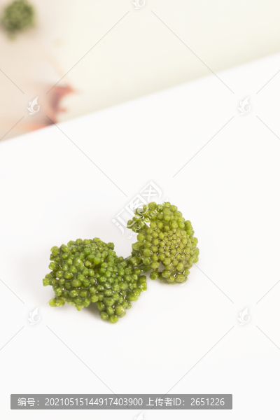 三七花