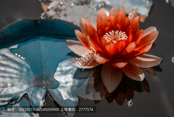 蓮花