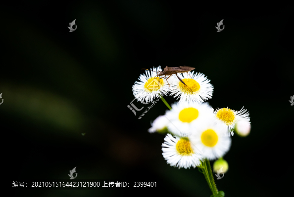 蝶戀花攝影素材