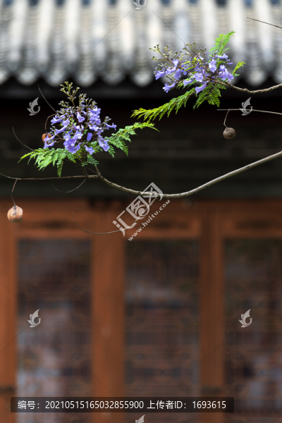 藍(lán)花楹