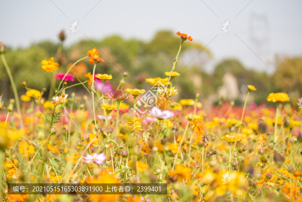 上海嘉北郊野公園秋天