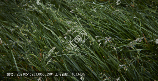 草和水珠