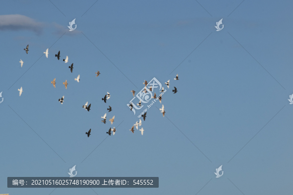 飛翔的鴿子