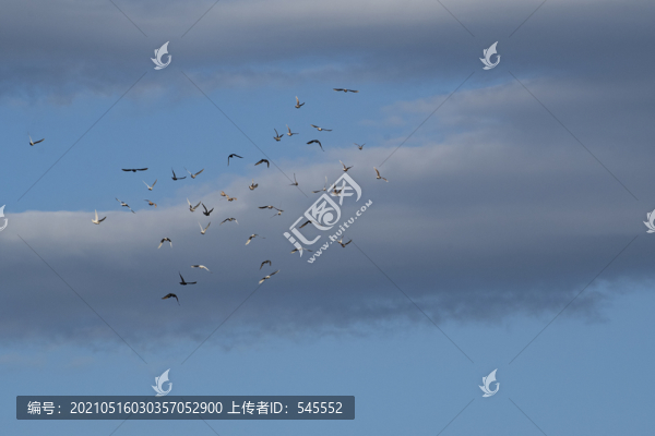 飛翔的鴿子