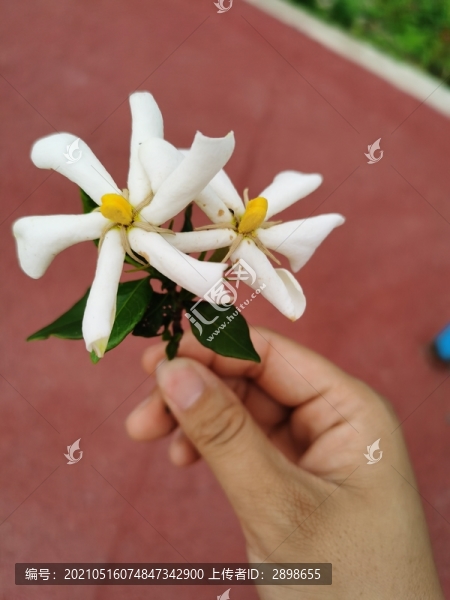 梔子花