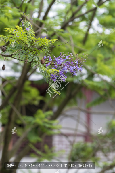 藍花楹