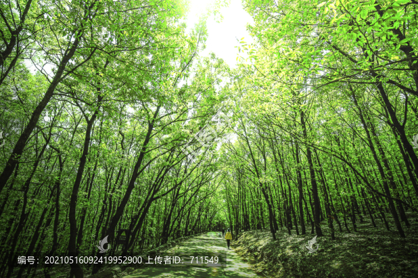綠樹林