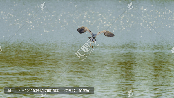 夜鷺飛翔的姿態(tài)