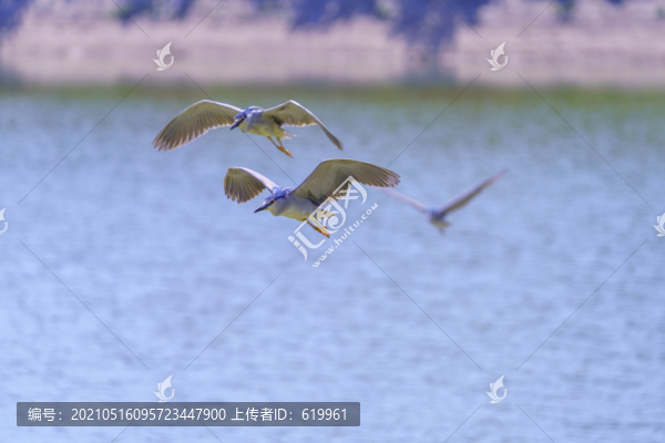 夜鷺飛翔