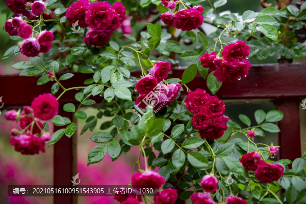 薔薇花