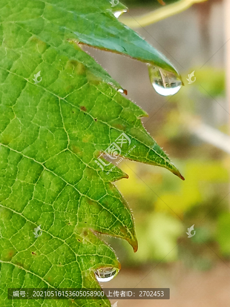 露珠和綠葉