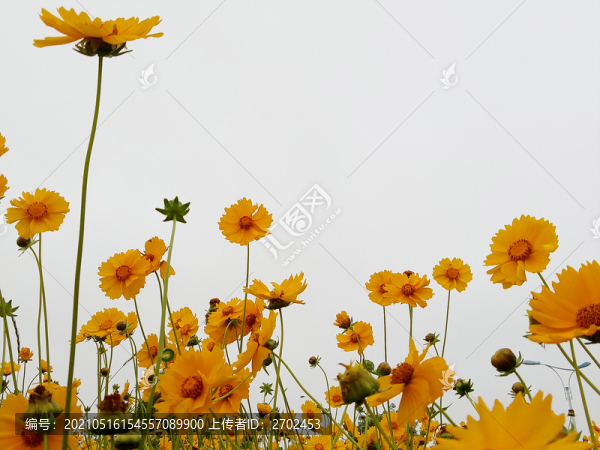 金雞菊