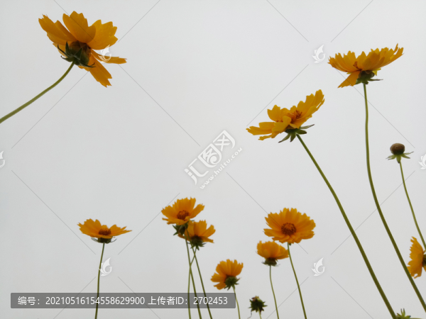 金雞菊
