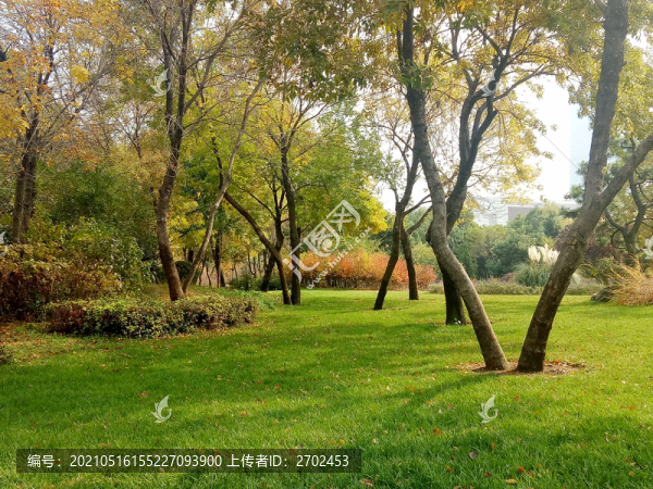 小樹林