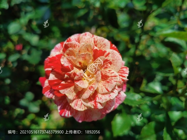 五色赤丹花
