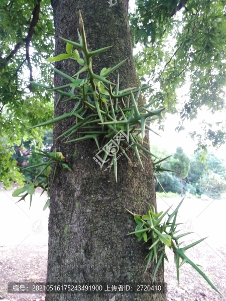 皂角樹
