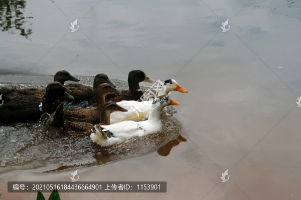 土鴨