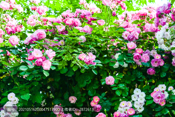 薔薇