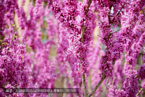 炫彩花樹