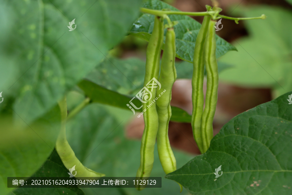 新鮮四季豆