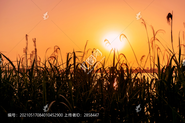 南京魚嘴濕地公園