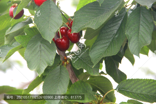 綠葉大櫻桃
