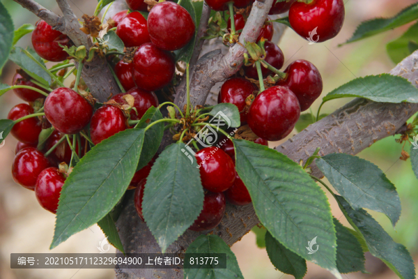滿樹大櫻桃