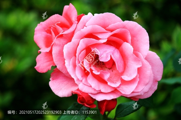 月季花