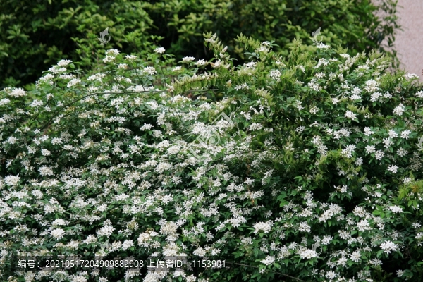 山花