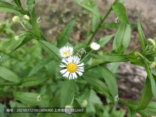 野菊花