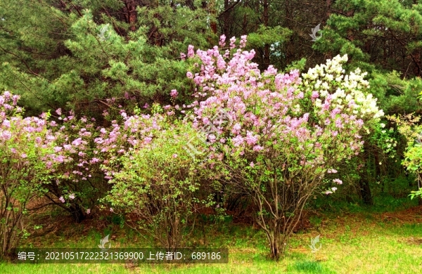 花叢
