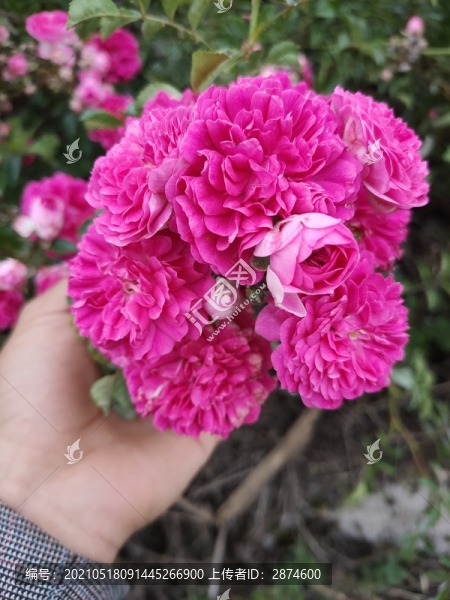 野生植物菊花