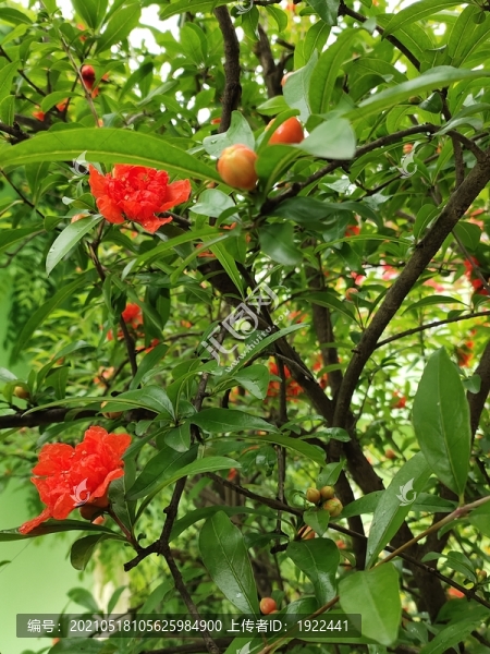 石榴花