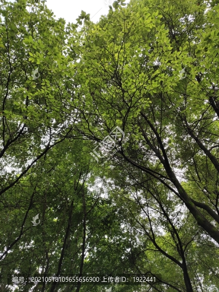 樟樹綠葉背景