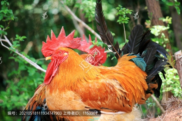 紅公雞