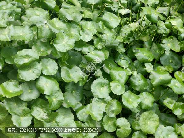 金錢草