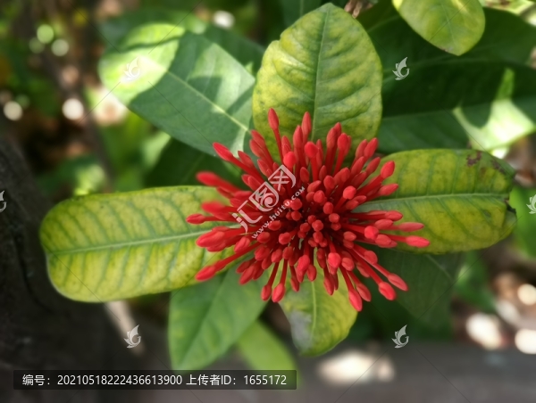 花