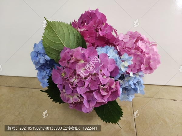 繡球花